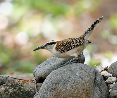 Rufous-naped Wren