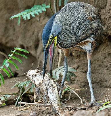 Bare-throated Tiger-heron