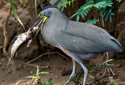 Bare-throated Tiger-heron