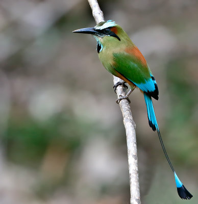 Turquoise-browed Motmot