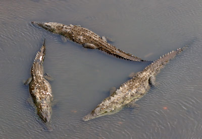 American Crocodiles