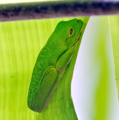 Red-eyed Tree Frog