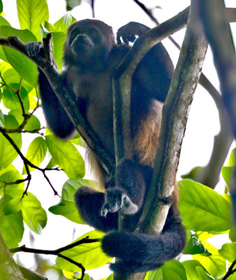 Mantled Howler Monkey