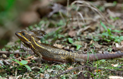 Brown Basilisk