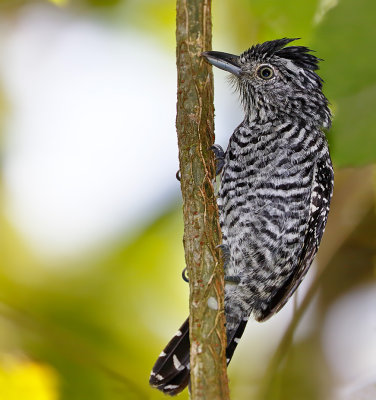 Barred Antshrike