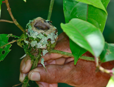 Rufous-tailed Hummingbird nest