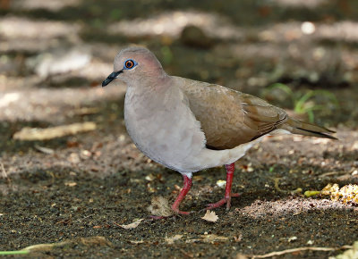 White-tipped Dove