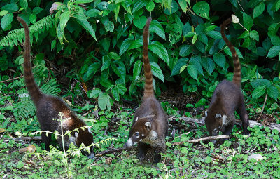 White-nosed Coatis