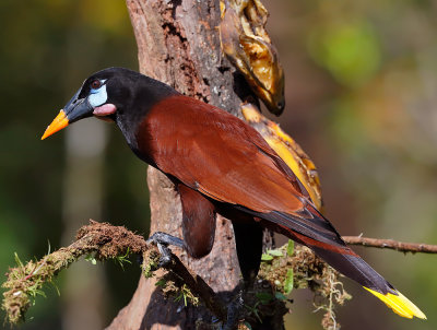 Montezuma Oropendola