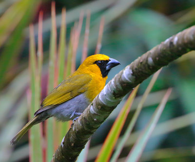 Black-faced Grosbeak