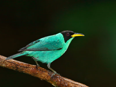 Green Honeycreeper