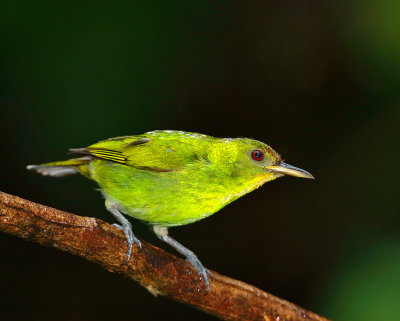 Green Honeycreeper