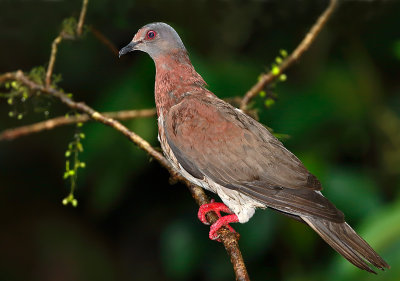 Pale-vented Pigeon