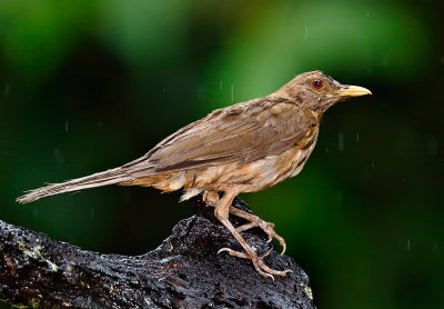 Clay-colored Thrush