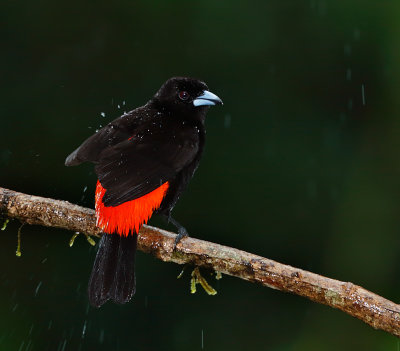 Passerini's Tanager