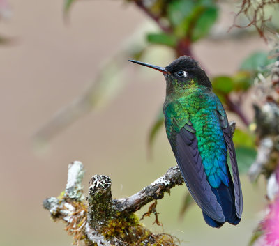 Fiery-throated Hummingbird