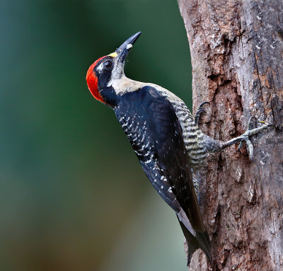 Black-cheeked Woodpecker