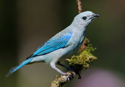 Blue-gray Tanager