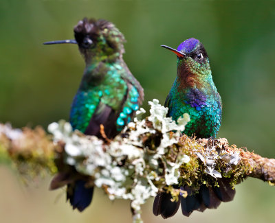 Fiery-throated Hummingbirds