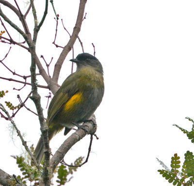 Black-and-yellow Silky-flycatcher