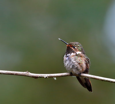 Volcano Hummingbird