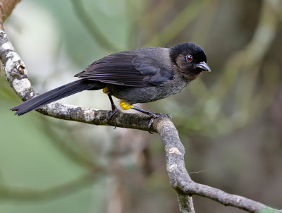 Yellow-thighed Finch