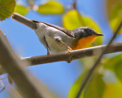 Flame-throated Warbler