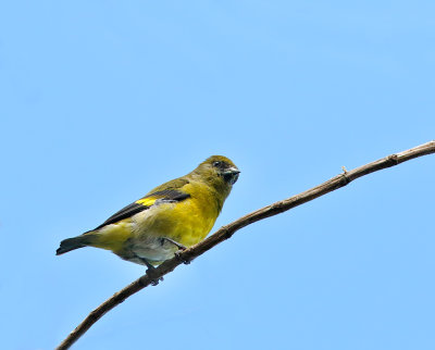 Yellow-bellied Siskin