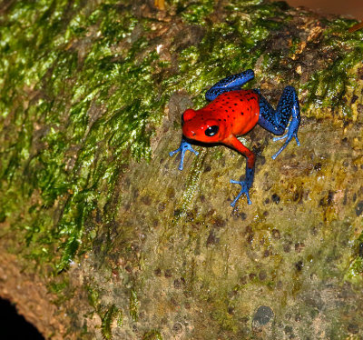 Strawberry Poison-Dart Frog