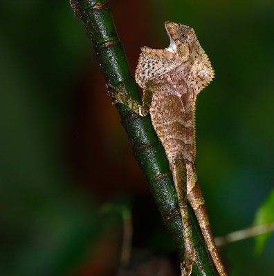 Helmeted Basilisk