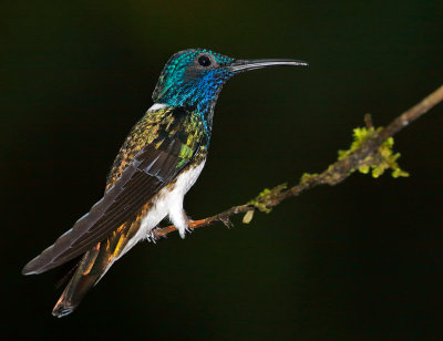 White-necked Jacobin