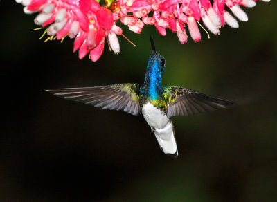 White-necked Jacobin