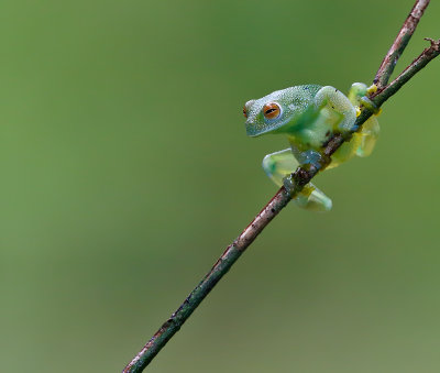 Granular Glass Frog