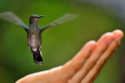 White-necked Jacobin