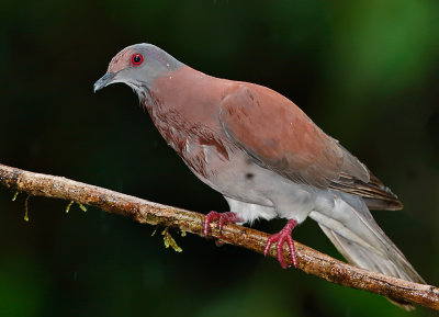 Pale-vented Pigeon