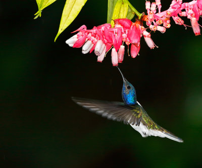 White-necked Jacobin