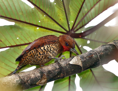 Cinnamon Woodpecker