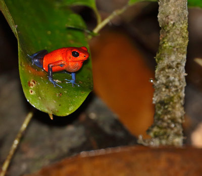 Strawberry Poison-Dart Frog