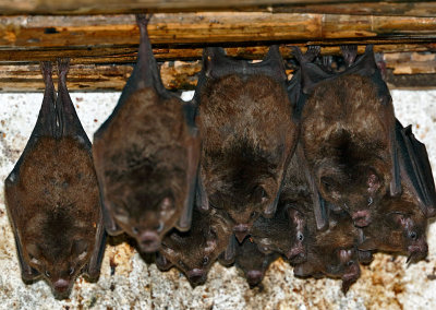 Pallas's Long-tounged Bats