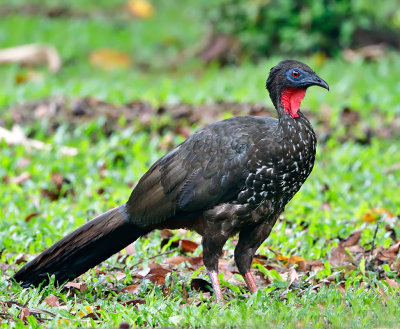 Crested Guan