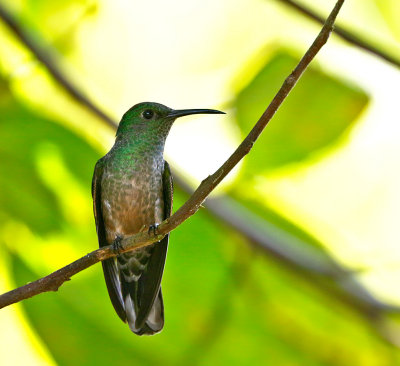 Scaly-breasted Hummingbird