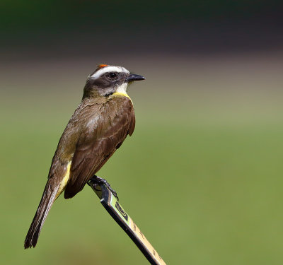 Social Flycatcher