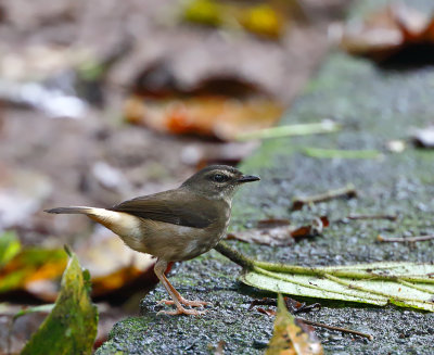 Buff-rumped Warbler