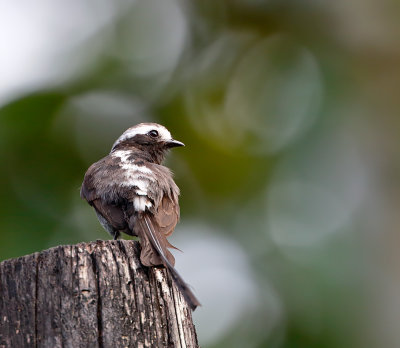 Long-tailed Tyrant