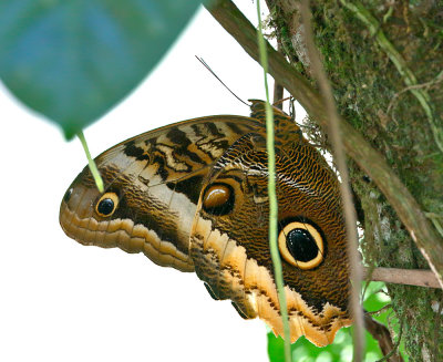 Giant Owl Butterfly