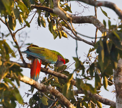 Great Green Macaw