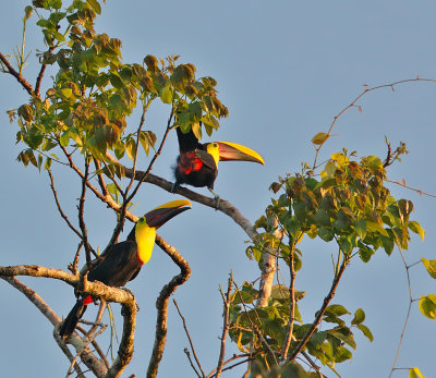 Chestnut-mandibled Toucans