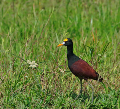 Northern Jacana