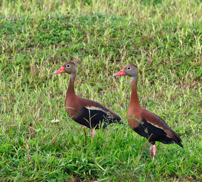 Black-bellied Whistling-Ducks