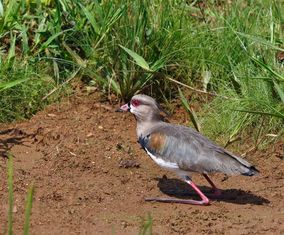 Southern Lapwing